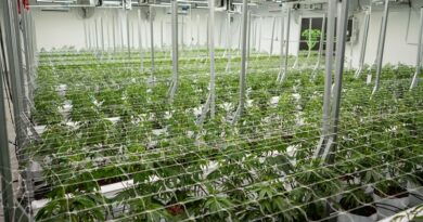 HISTÓRICO: LA EMPRESA CHAQUEÑA CANNAFIS EXPORTARÁ CANNABIS SATIVA 100 % MEDICINAL A NUEVA ZELANDA