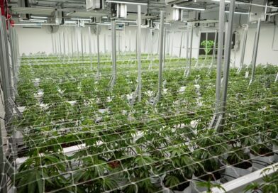 HISTÓRICO: LA EMPRESA CHAQUEÑA CANNAFIS EXPORTARÁ CANNABIS SATIVA 100 % MEDICINAL A NUEVA ZELANDA