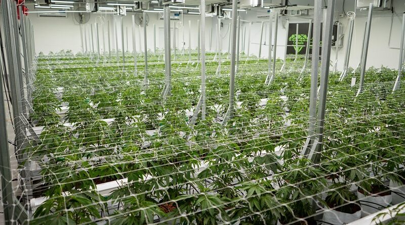 HISTÓRICO: LA EMPRESA CHAQUEÑA CANNAFIS EXPORTARÁ CANNABIS SATIVA 100 % MEDICINAL A NUEVA ZELANDA
